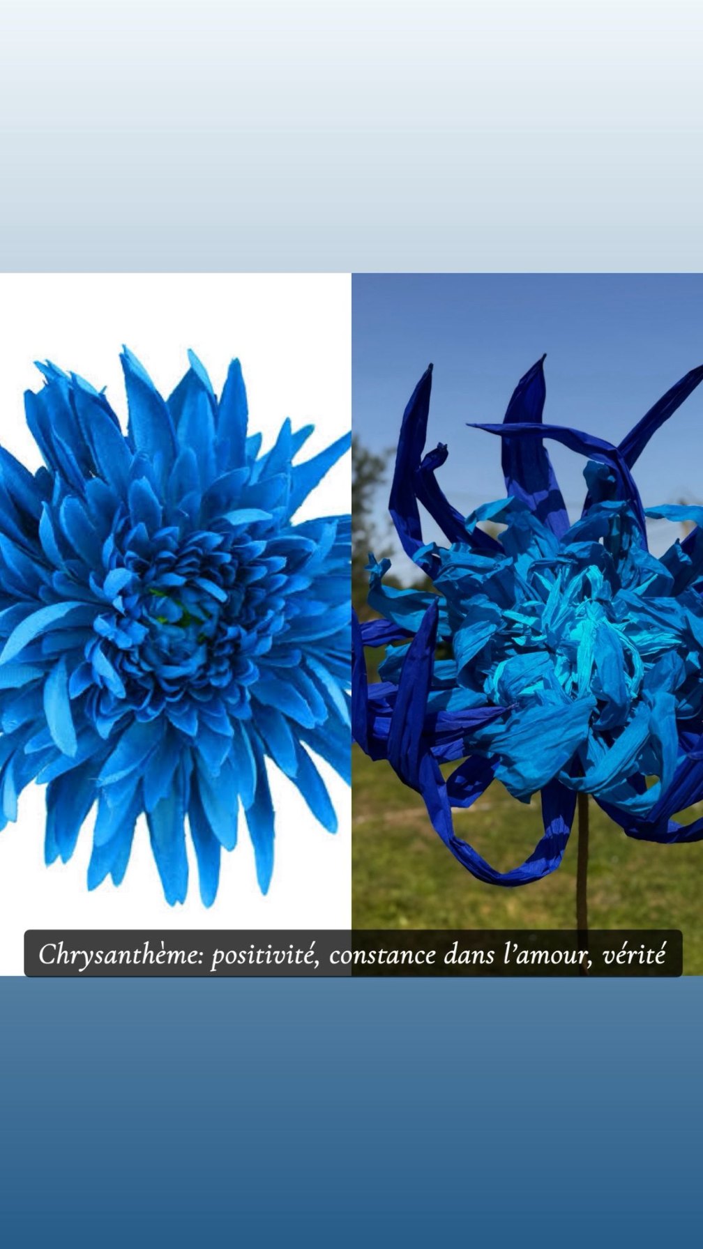 Chrysanthème