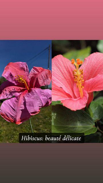Hibiscus