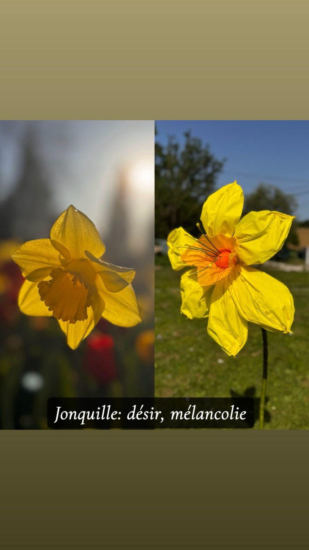 Jonquille