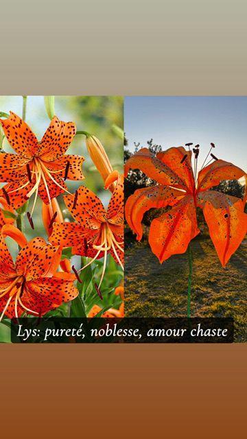 Lys