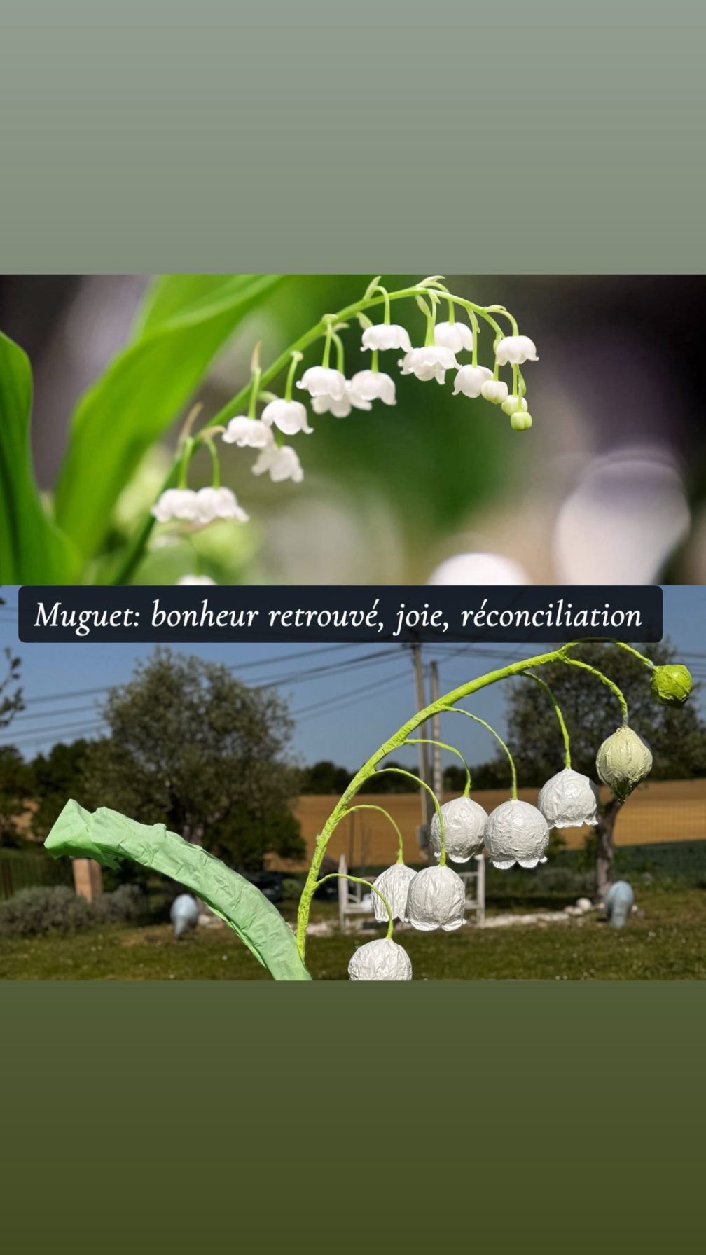 Muguet