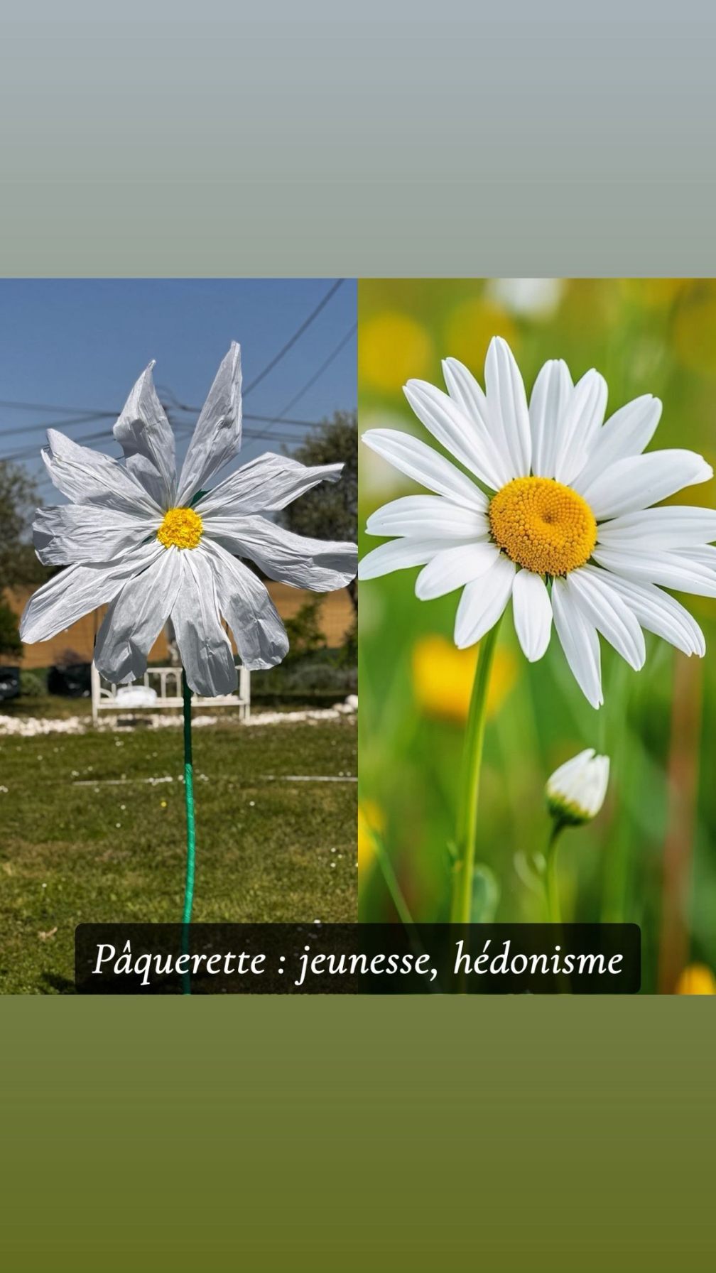 Paquerette