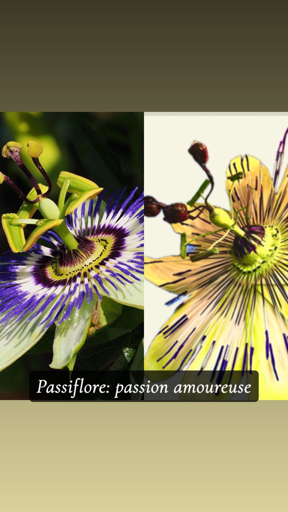 Passiflore