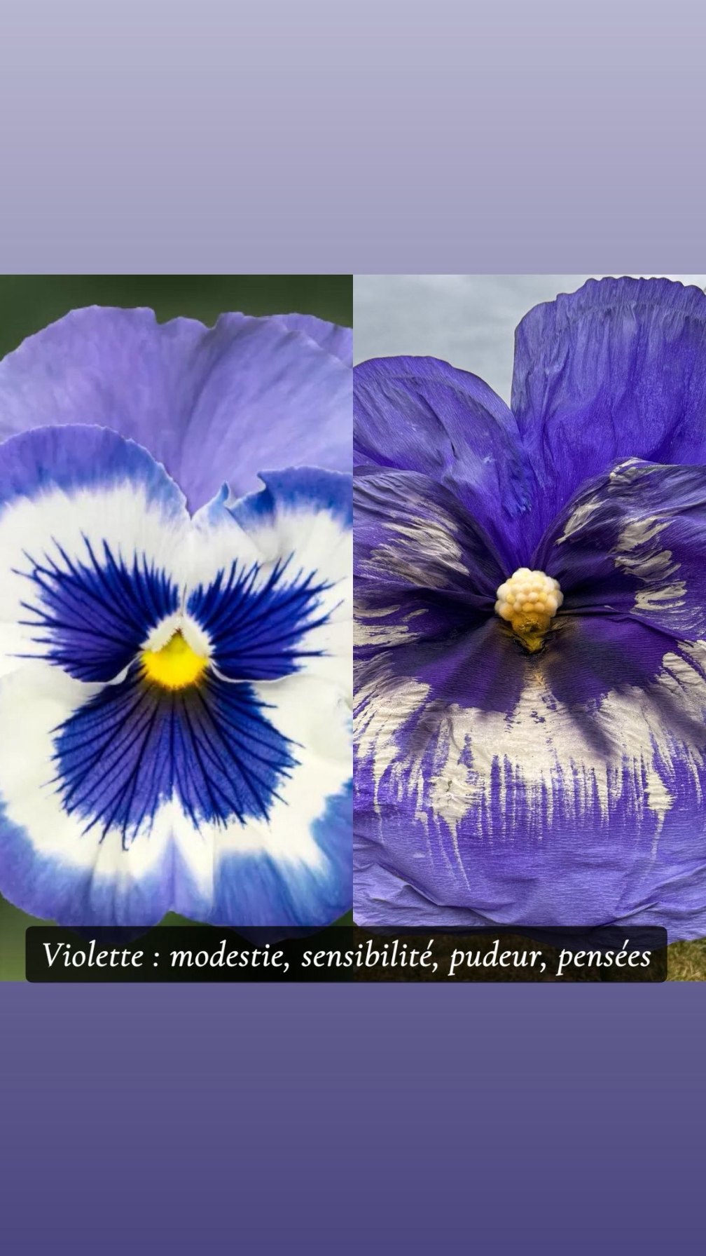 Violette